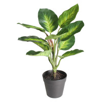 Szt. kwiat w doniczce DIFENBACHIA- 35cm-zielony